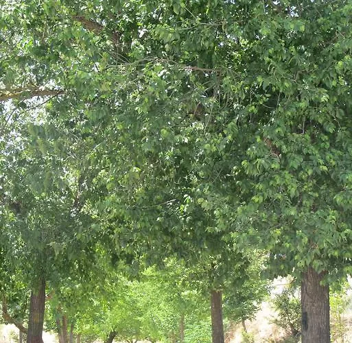 Casa rural Casa Torres *